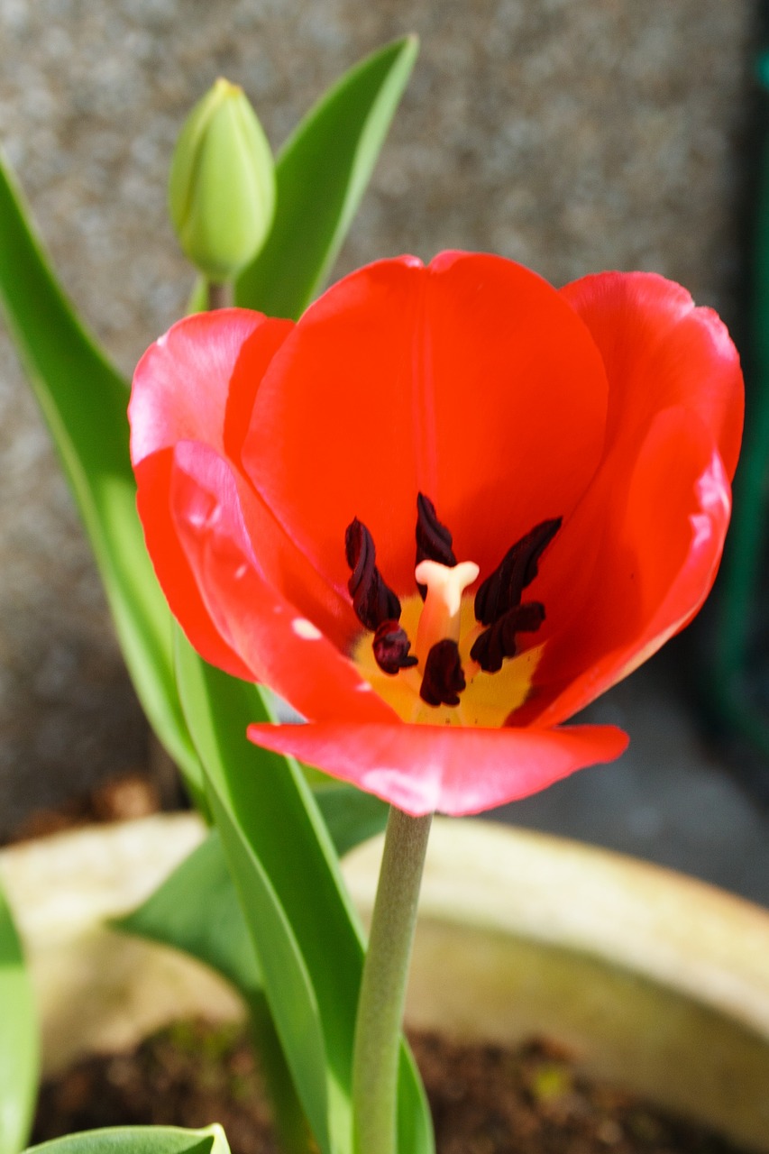 tulip macro natural free photo