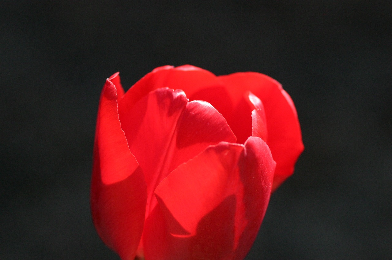 tulip backlight flower free photo