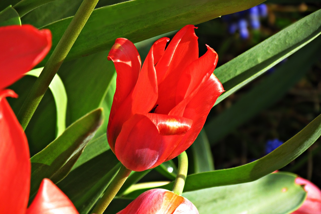 tulip flower plant free photo