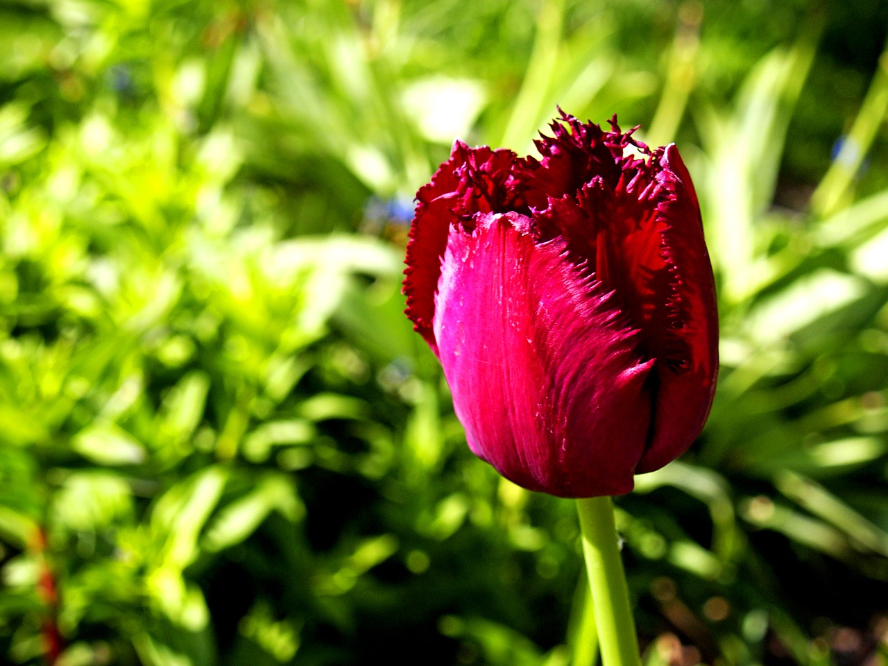 tulip red flowers free photo