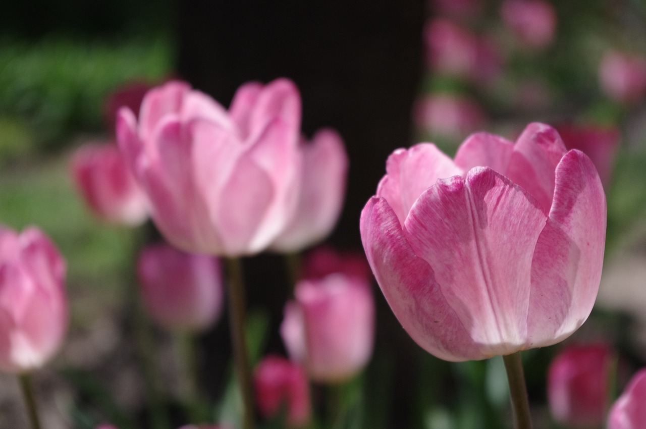 tulip garden flower free photo