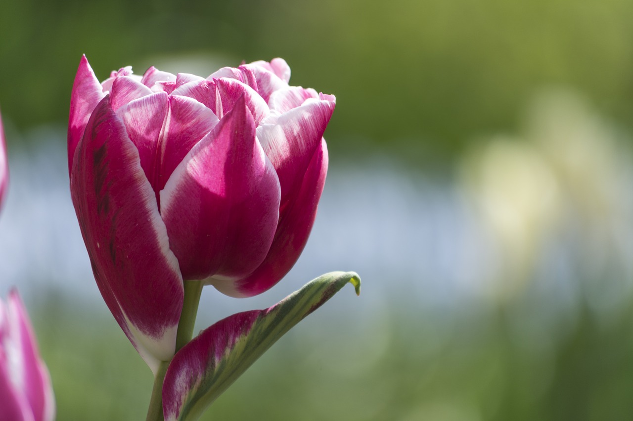 tulip flower pink free photo