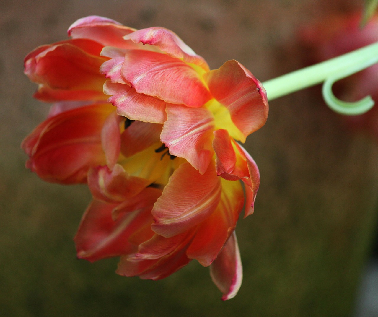 tulip tulips spring free photo