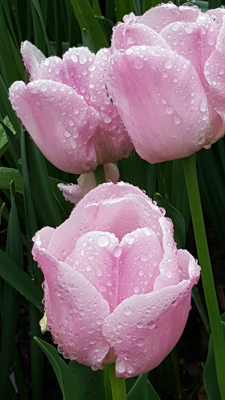 tulip pink spring free photo