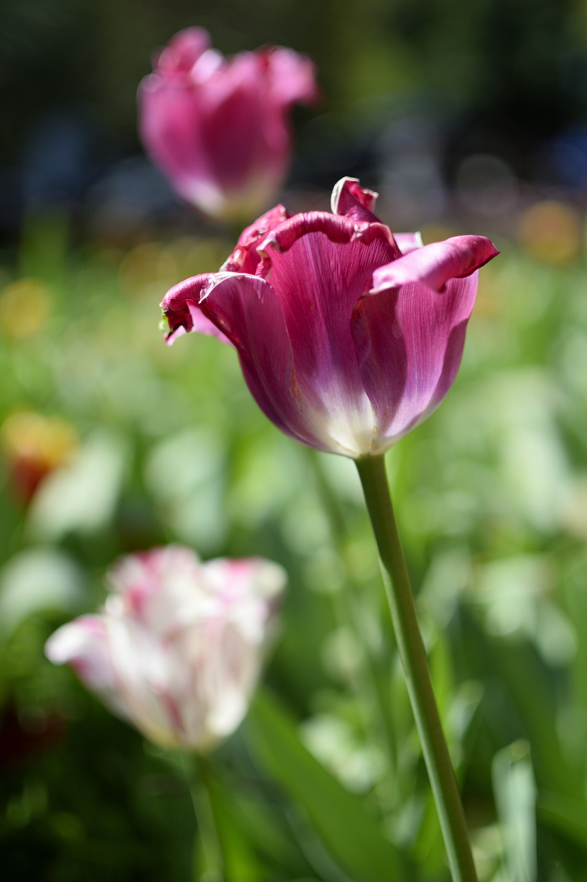 tulip flower blooming free photo