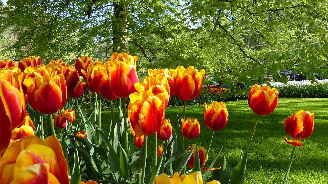 tulip flower garden free photo