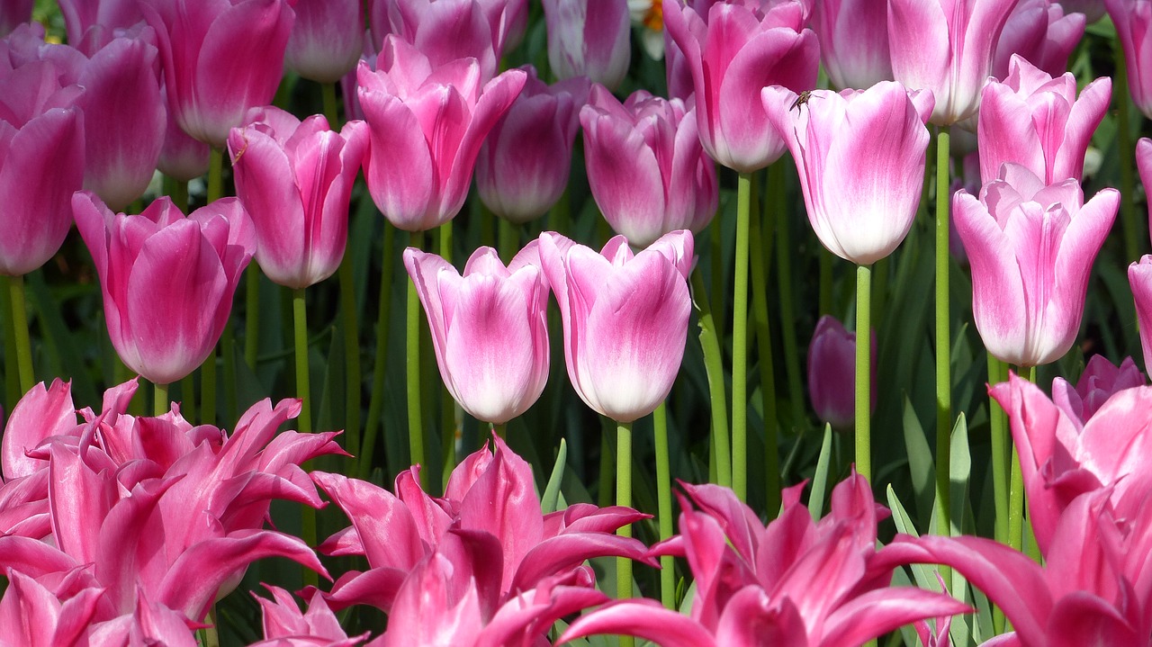 tulip flower garden free photo