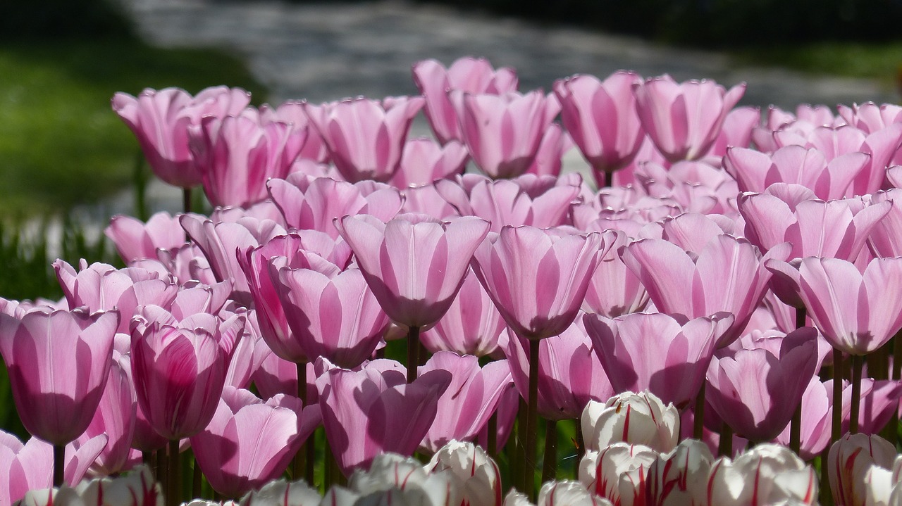 tulip flower garden free photo