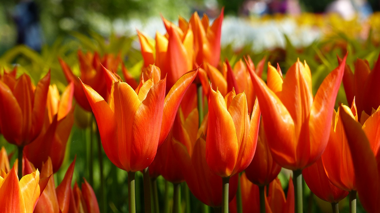 tulip flower garden free photo