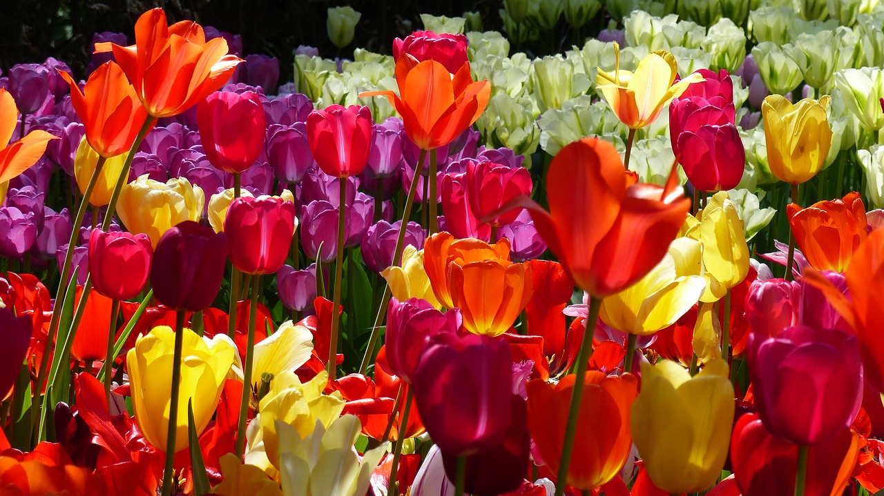 tulip flower garden free photo