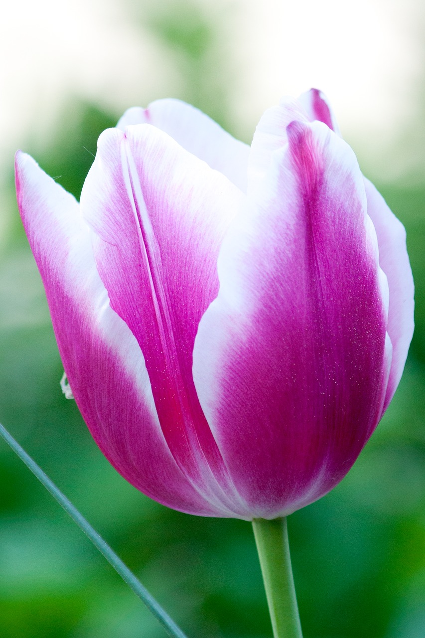 tulip flower pink free photo