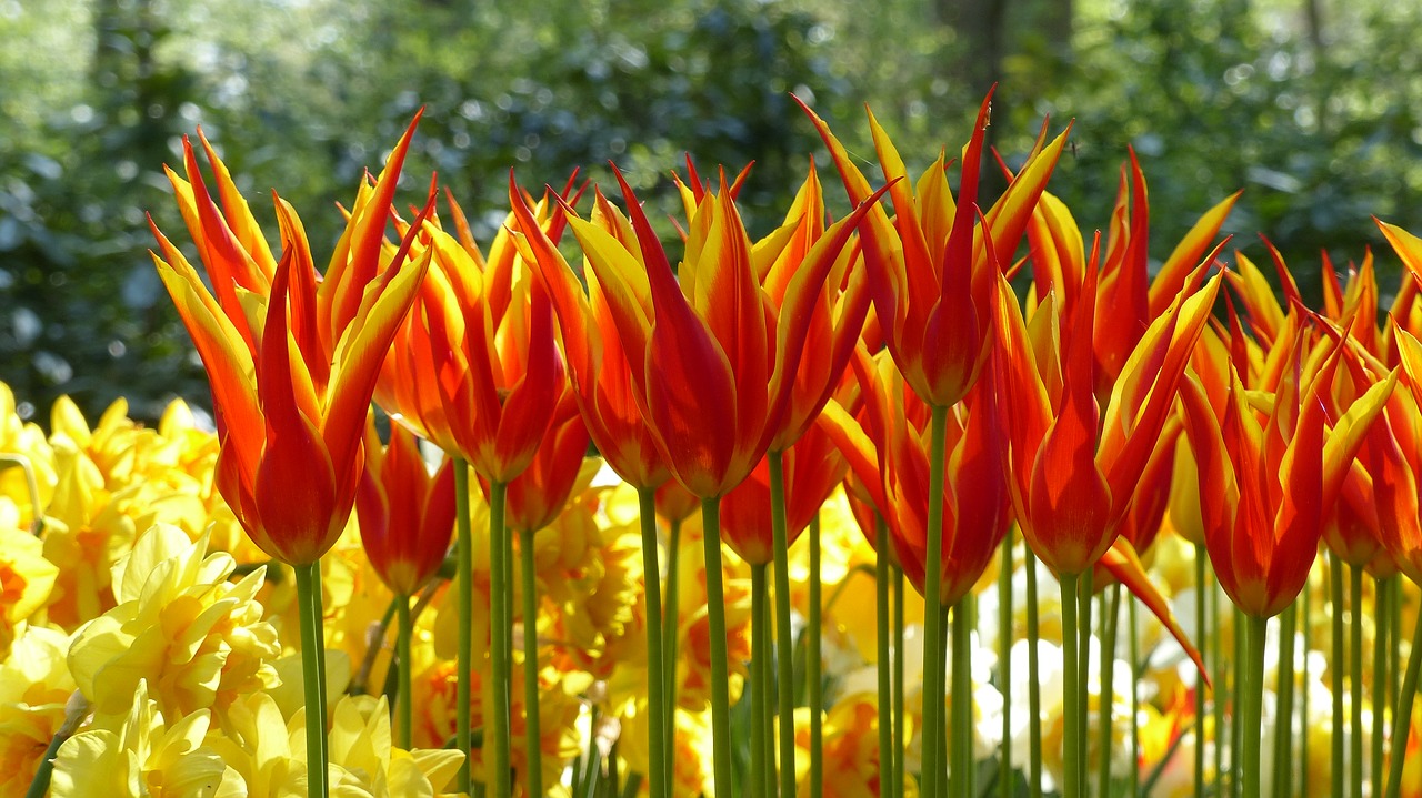 tulip garden keukenhof free photo