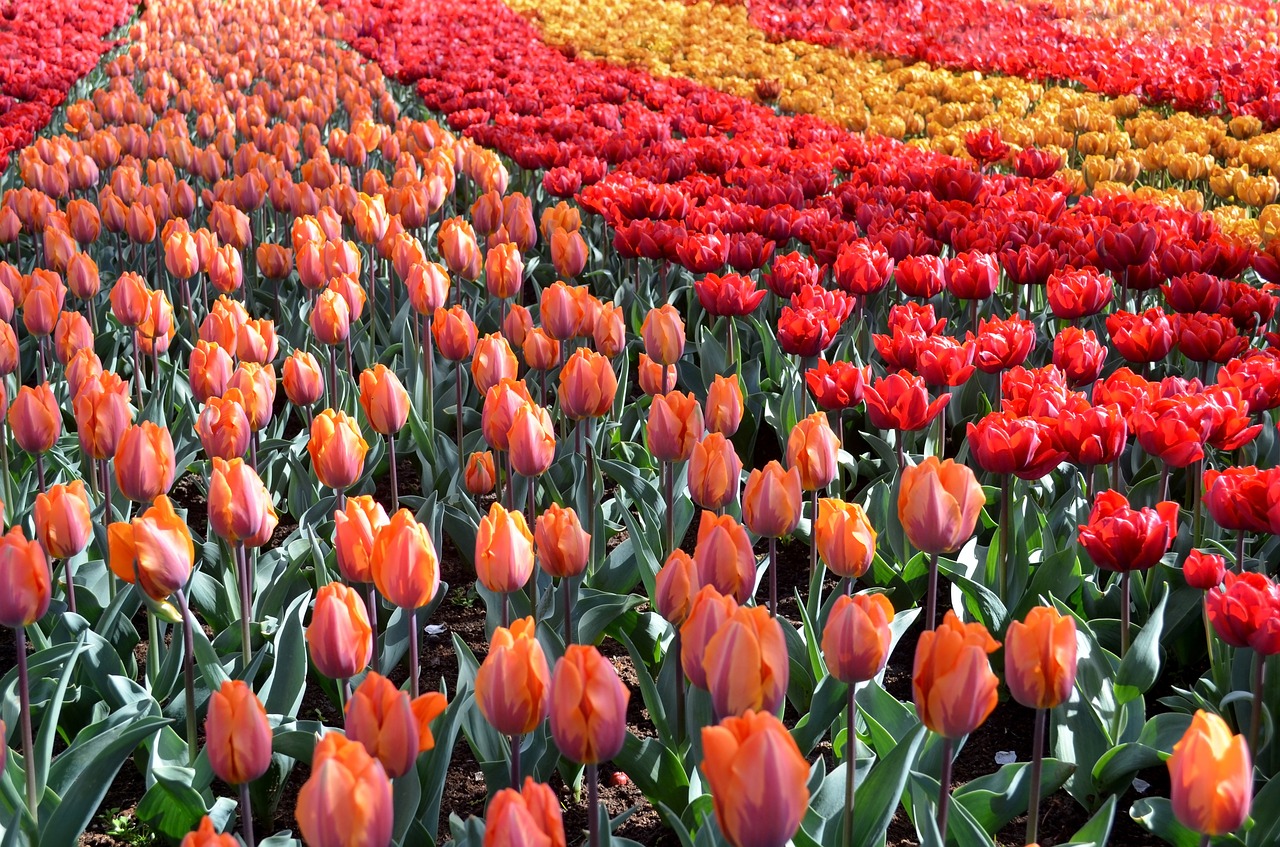 tulip dutch garden free photo