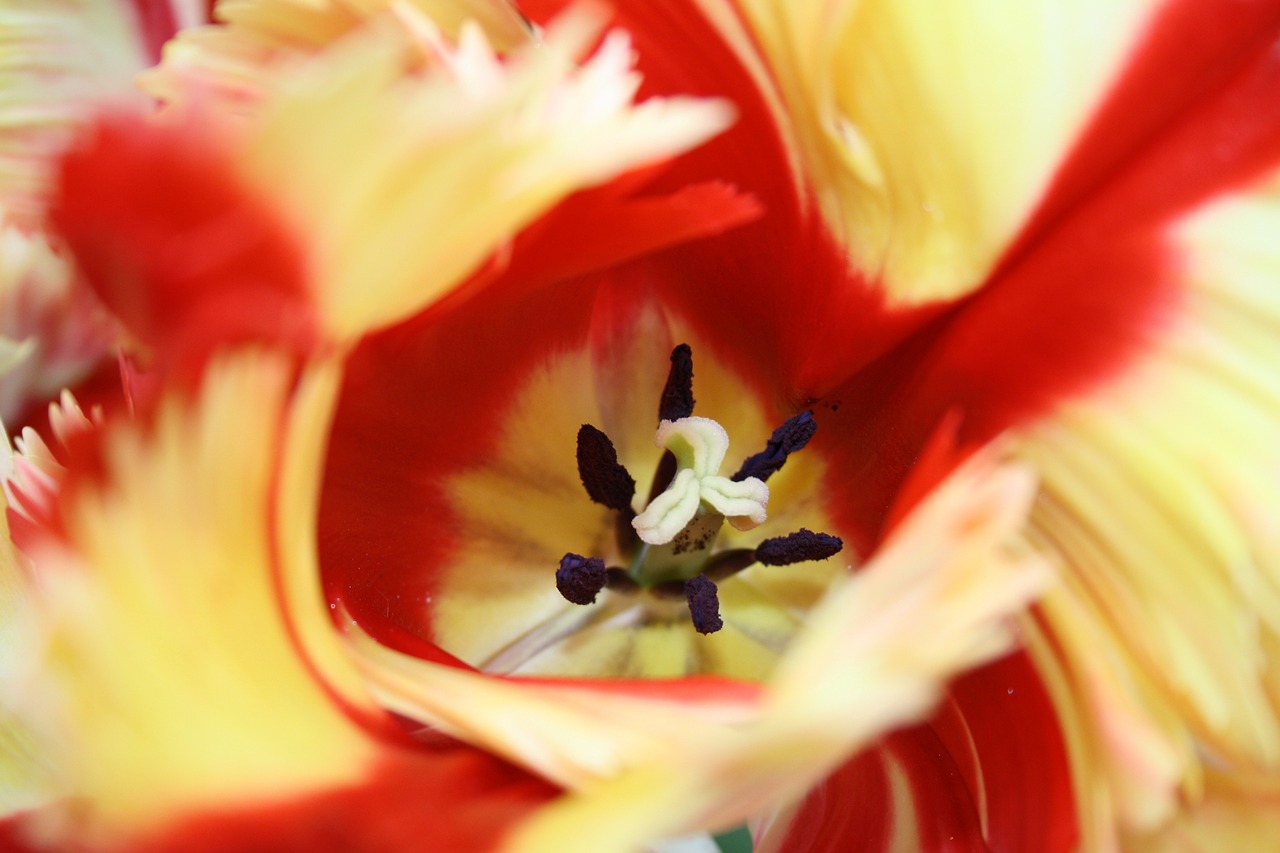 tulip pistil calyx free photo