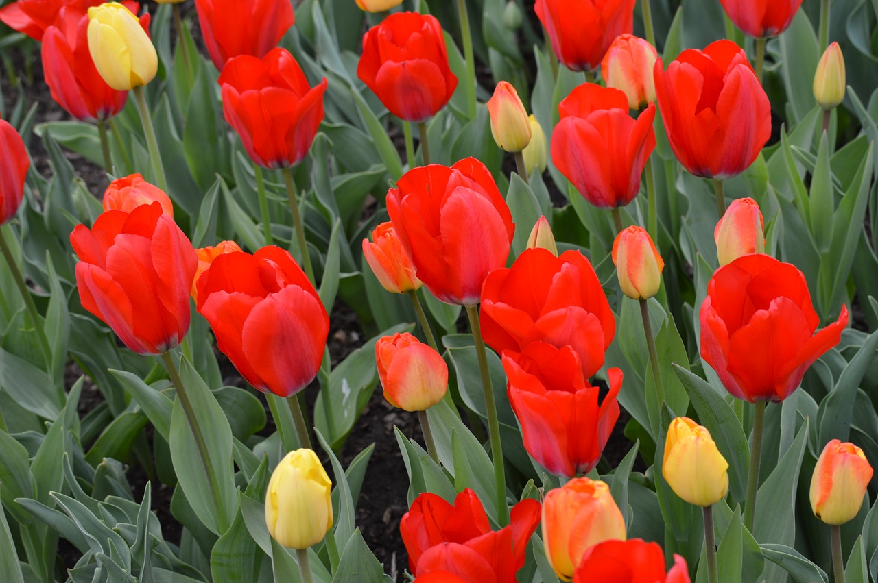 tulip flowers flower free photo