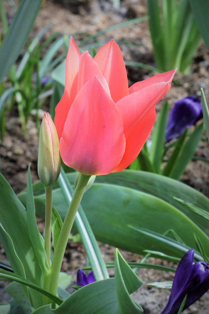 tulip tulips pink free photo