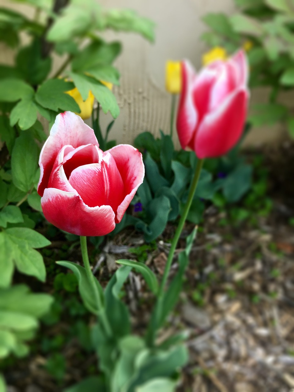 tulip flower red free photo