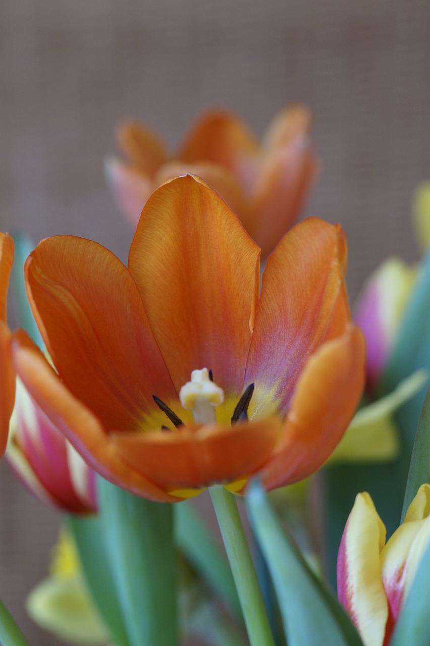 tulip spring spring bouquet free photo