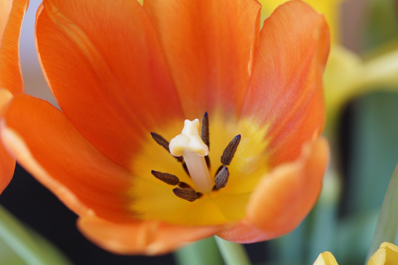 tulip close spring free photo