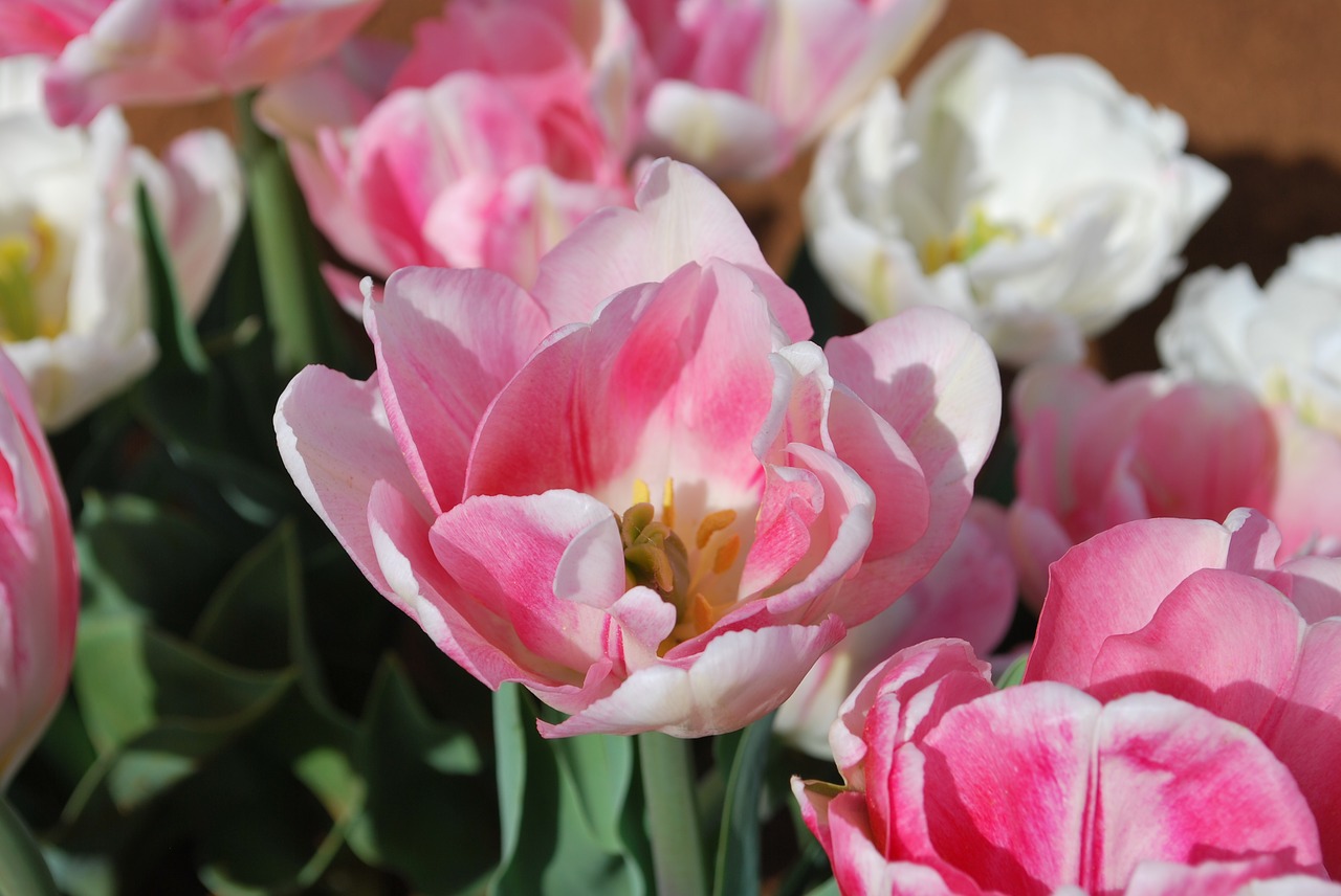 tulip pink pretty free photo