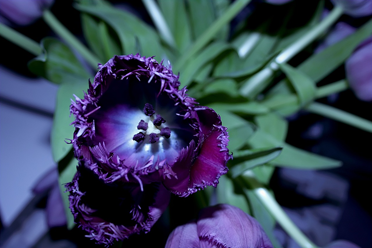 tulip flower violet free photo