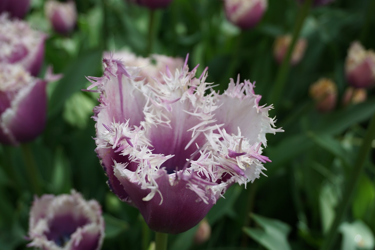 tulip purple spring free photo