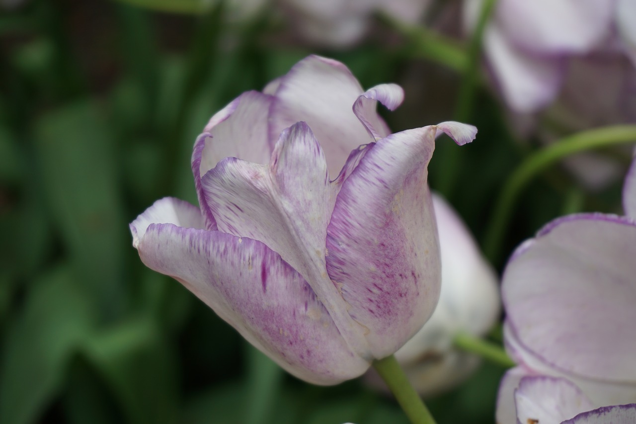 tulip purple keukenhof free photo