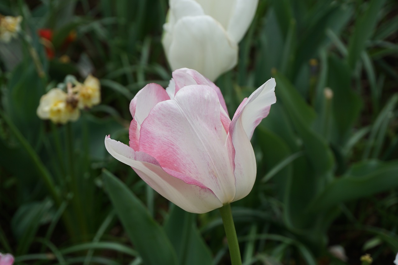 tulip rose spring free photo