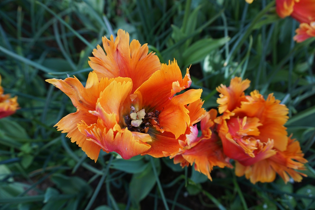 tulip orange bulb free photo