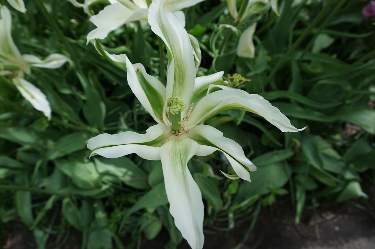 tulip white flora free photo