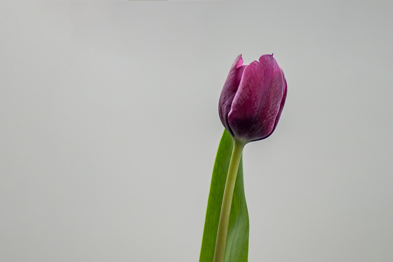 tulip flower nature free photo