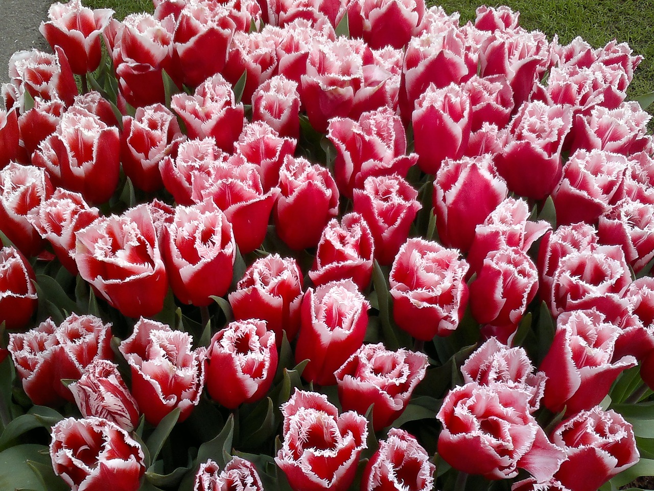 tulip red dutch tulips free photo