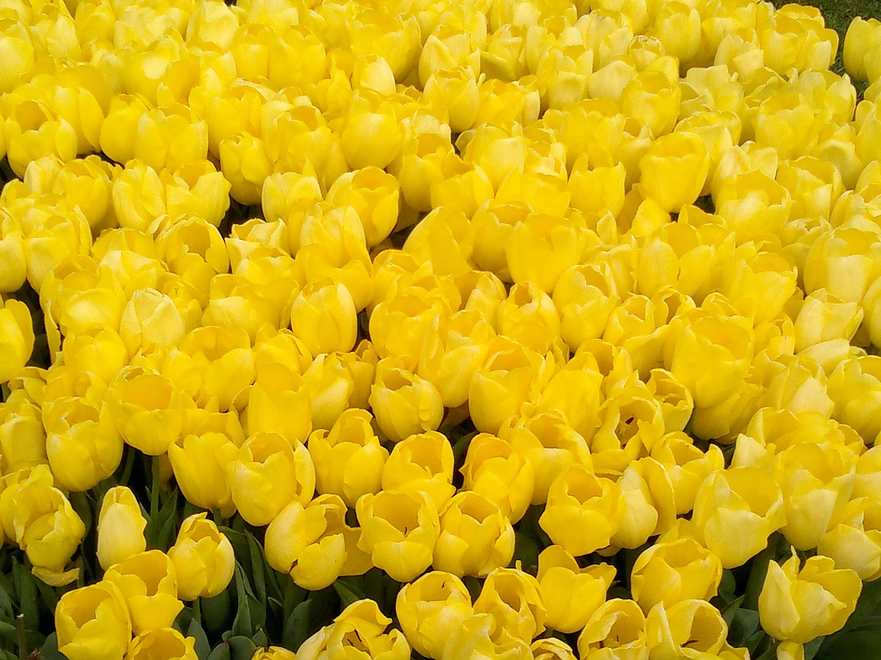 tulip dutch yellow free photo