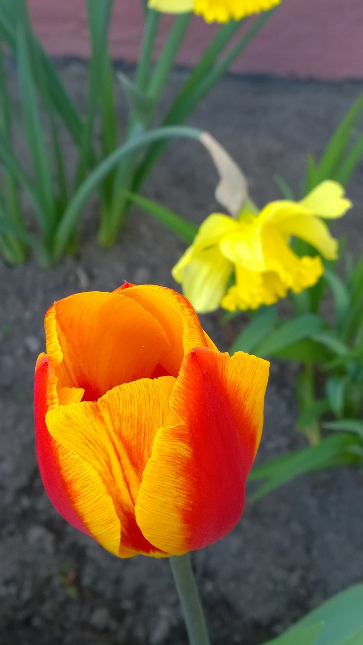 tulip narcissus spring free photo