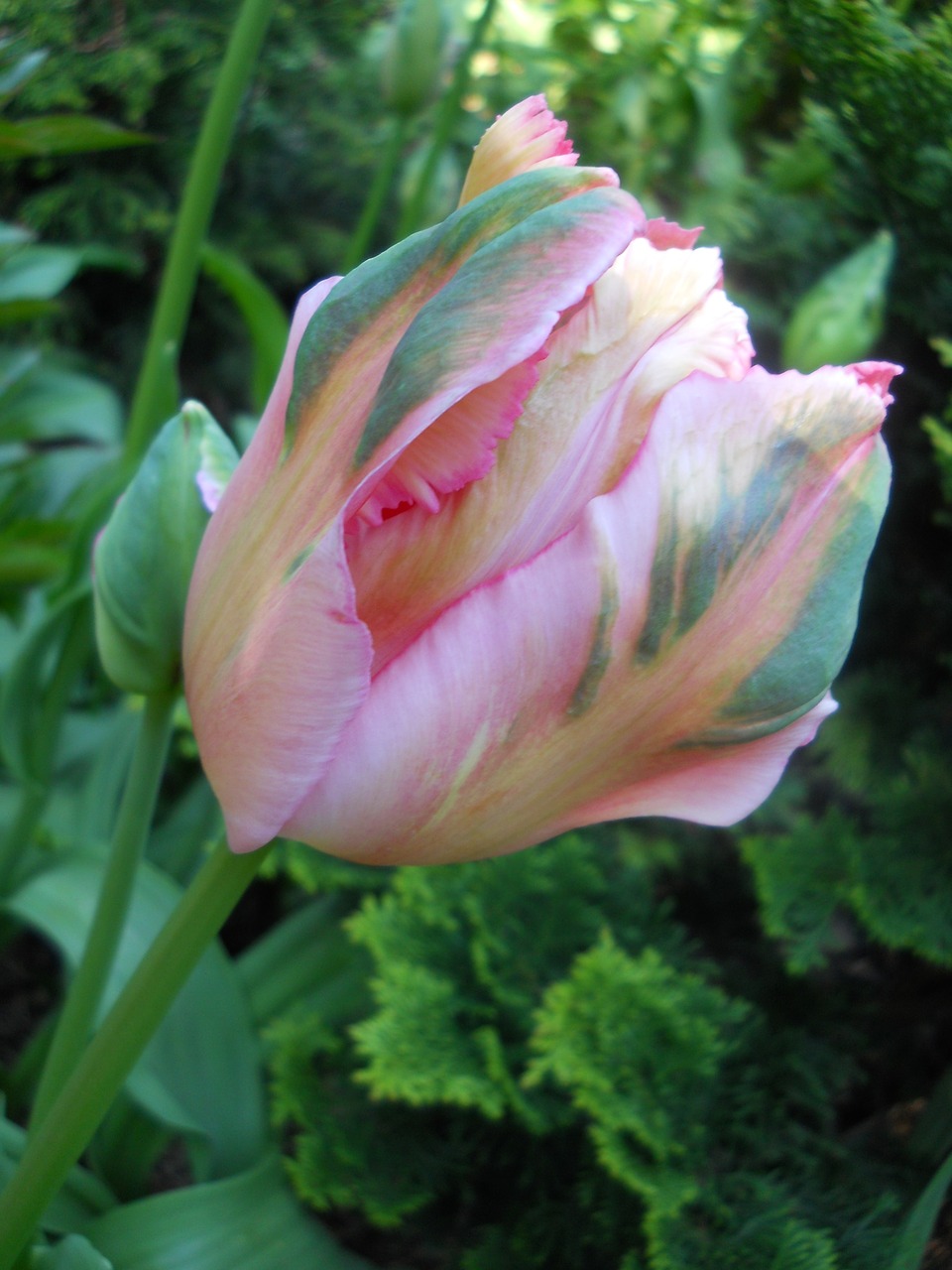 tulip multi-colored flower free photo
