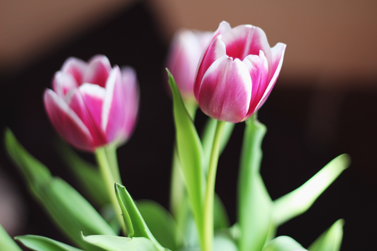 tulip flower pink free photo