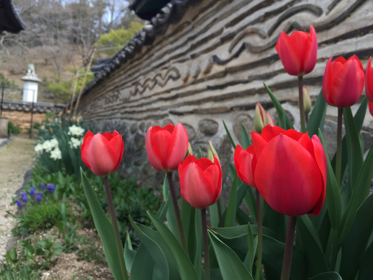 tulip temple fence free photo