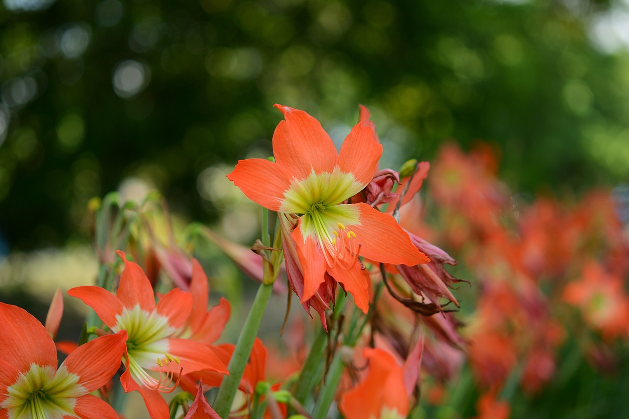 tulip flora garden free photo