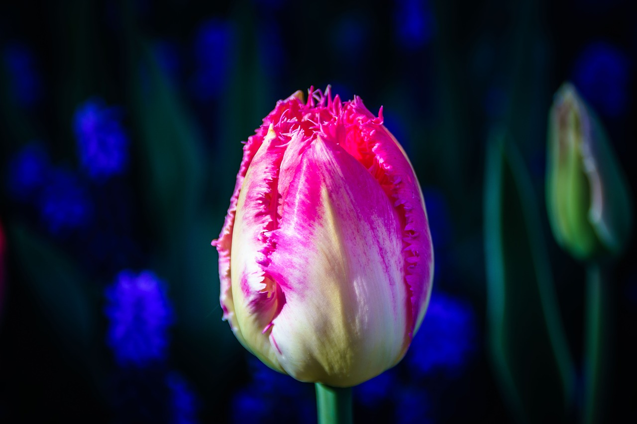 tulip flower tulpenbluete free photo