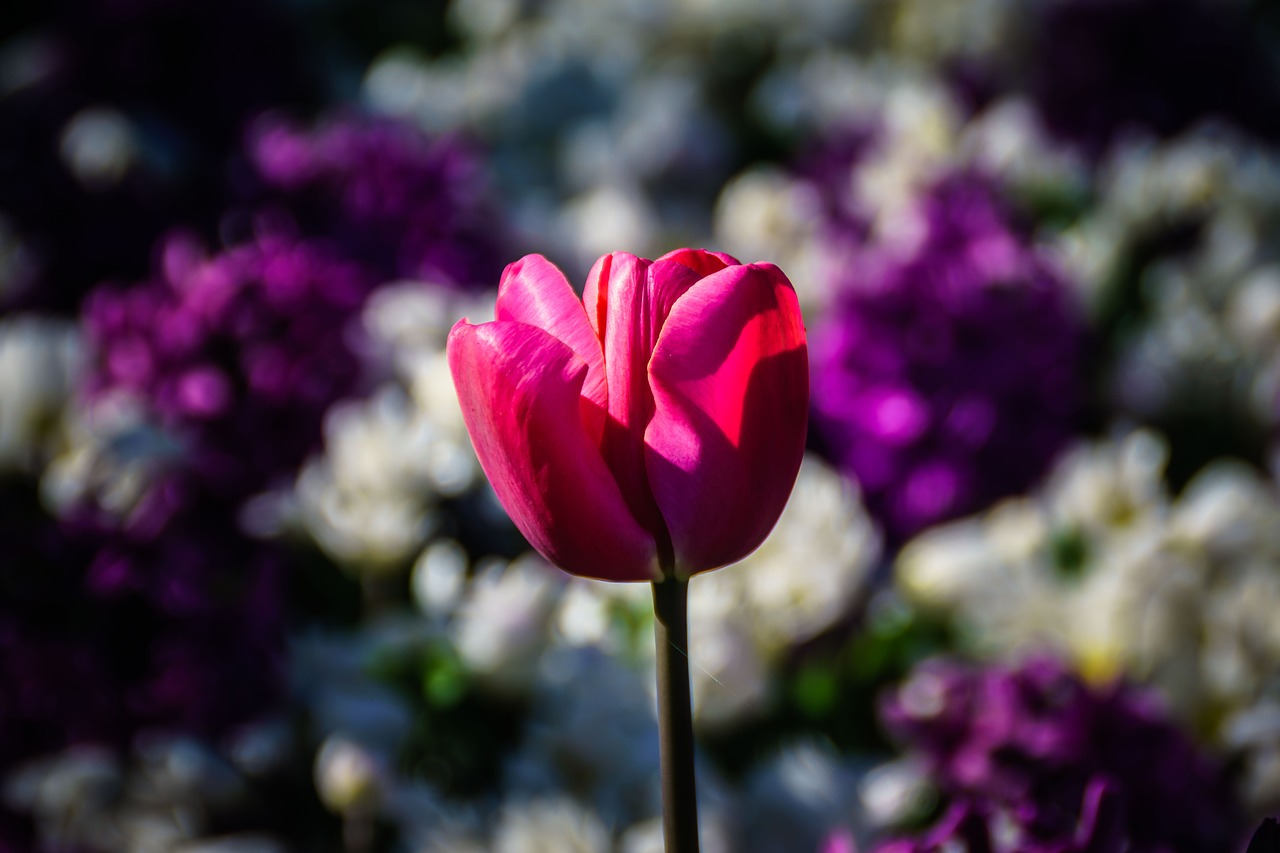 tulip flower flowers free photo