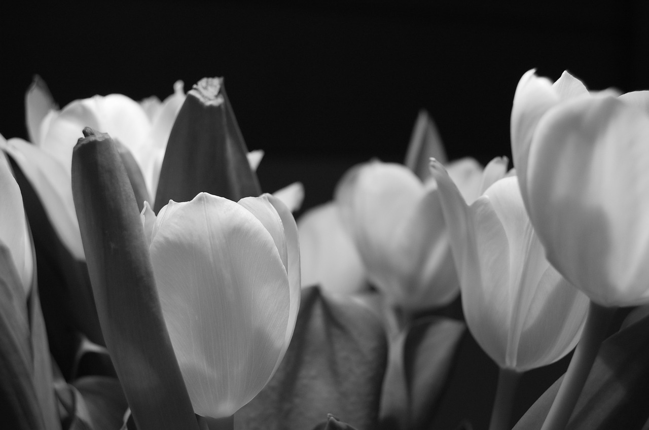 tulip flower night free photo