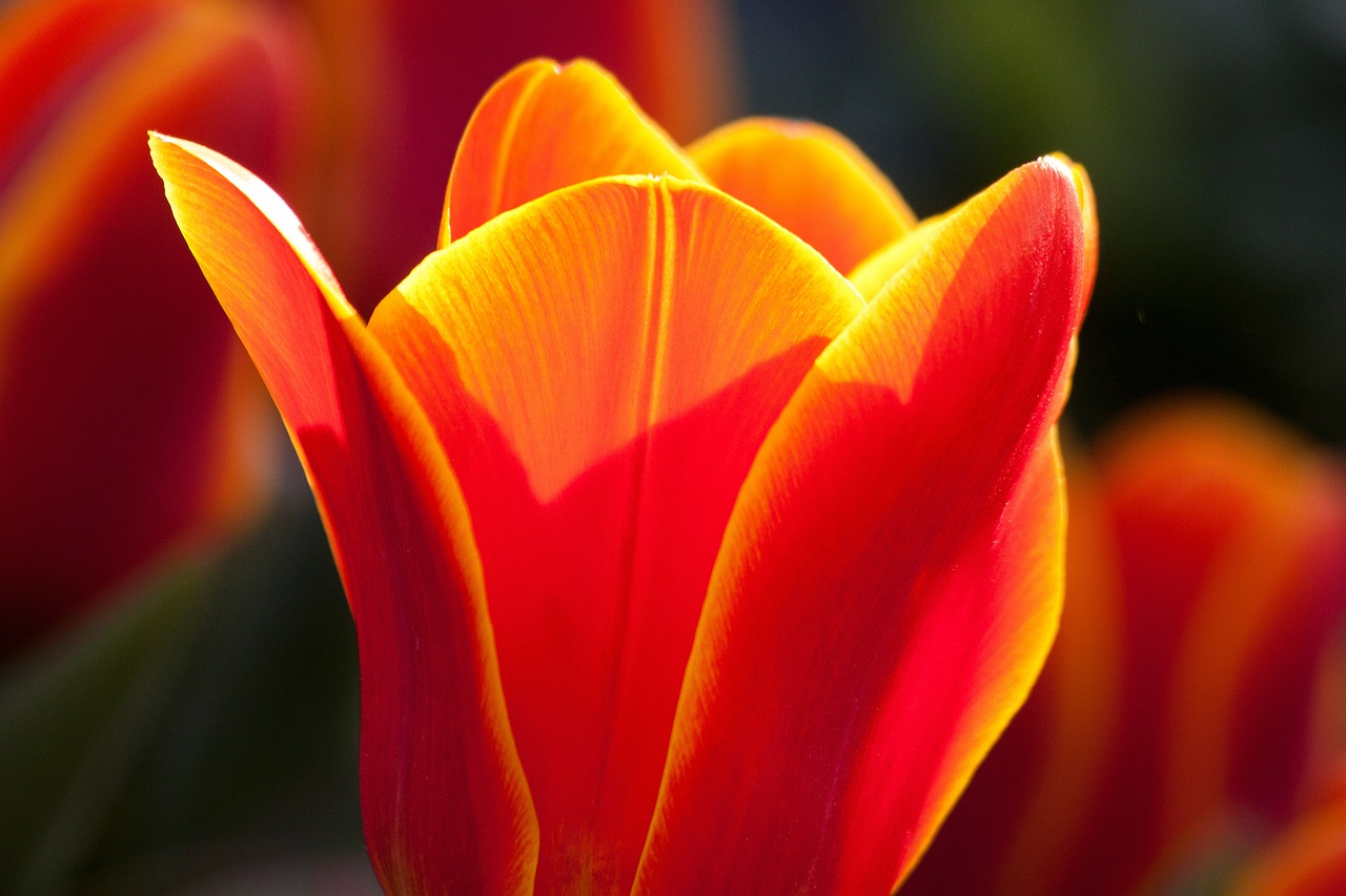 tulip lily nature free photo