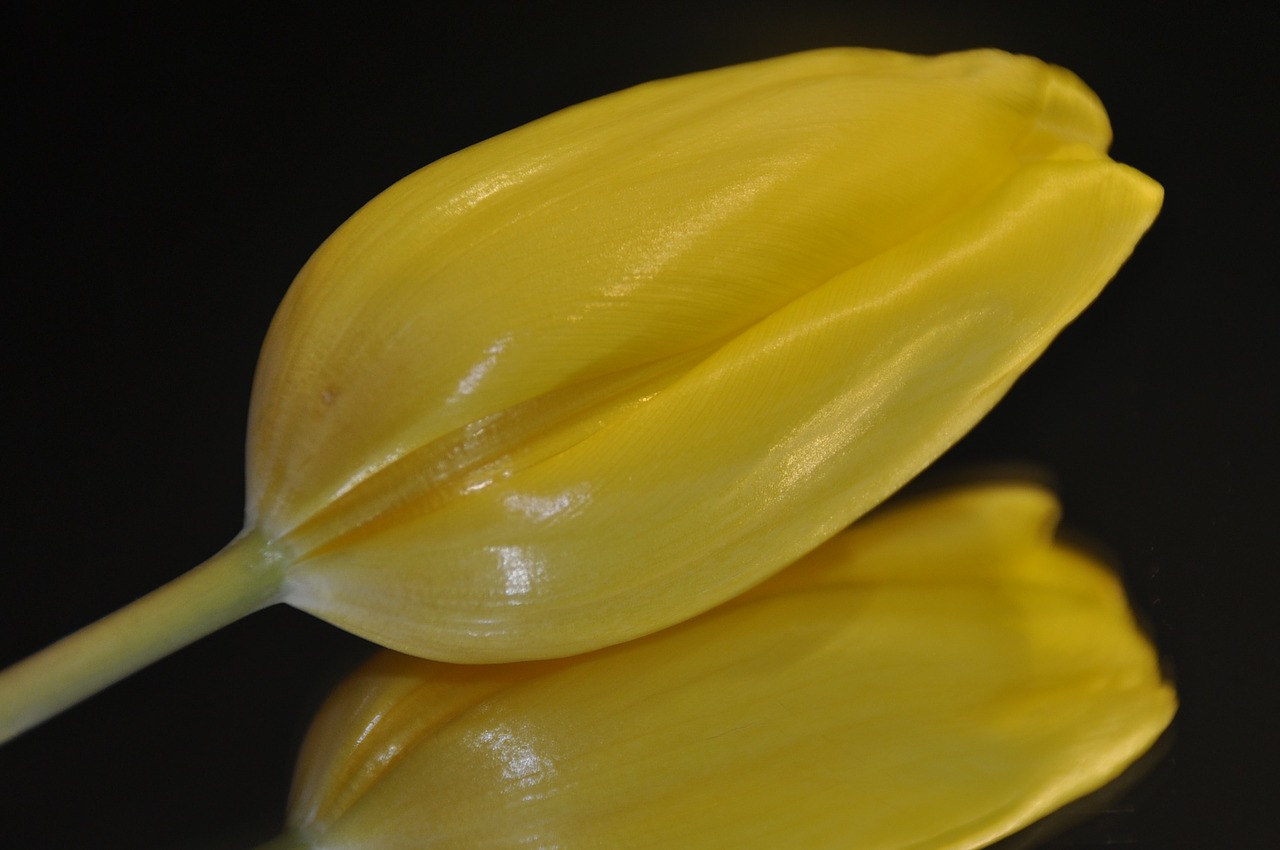 tulip yellow poster free photo