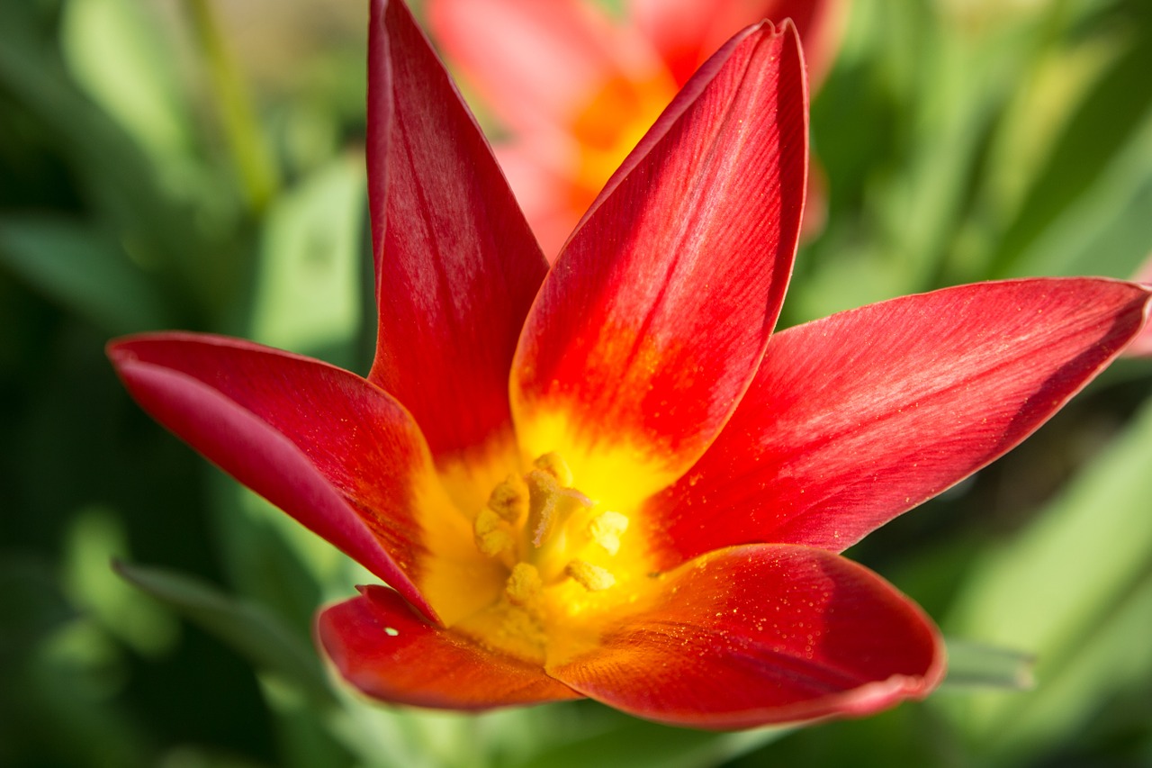 tulip red blossom free photo