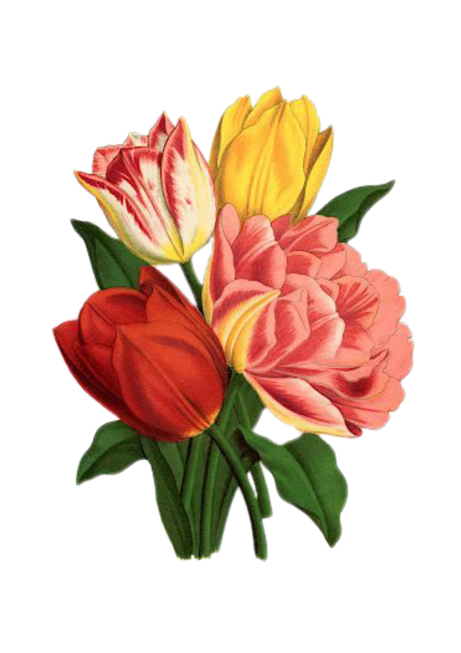 tulip rose vintage free photo