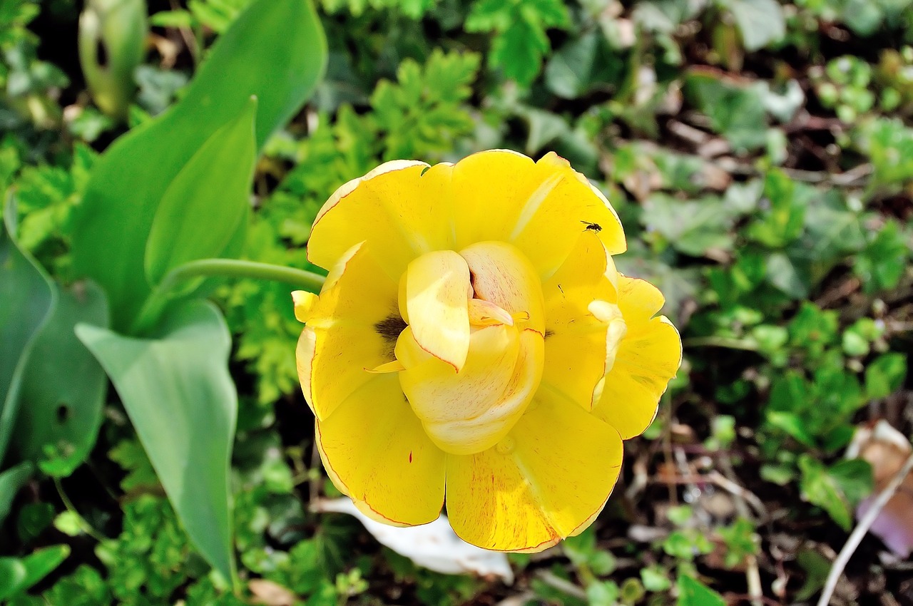 tulip flower yellow free photo