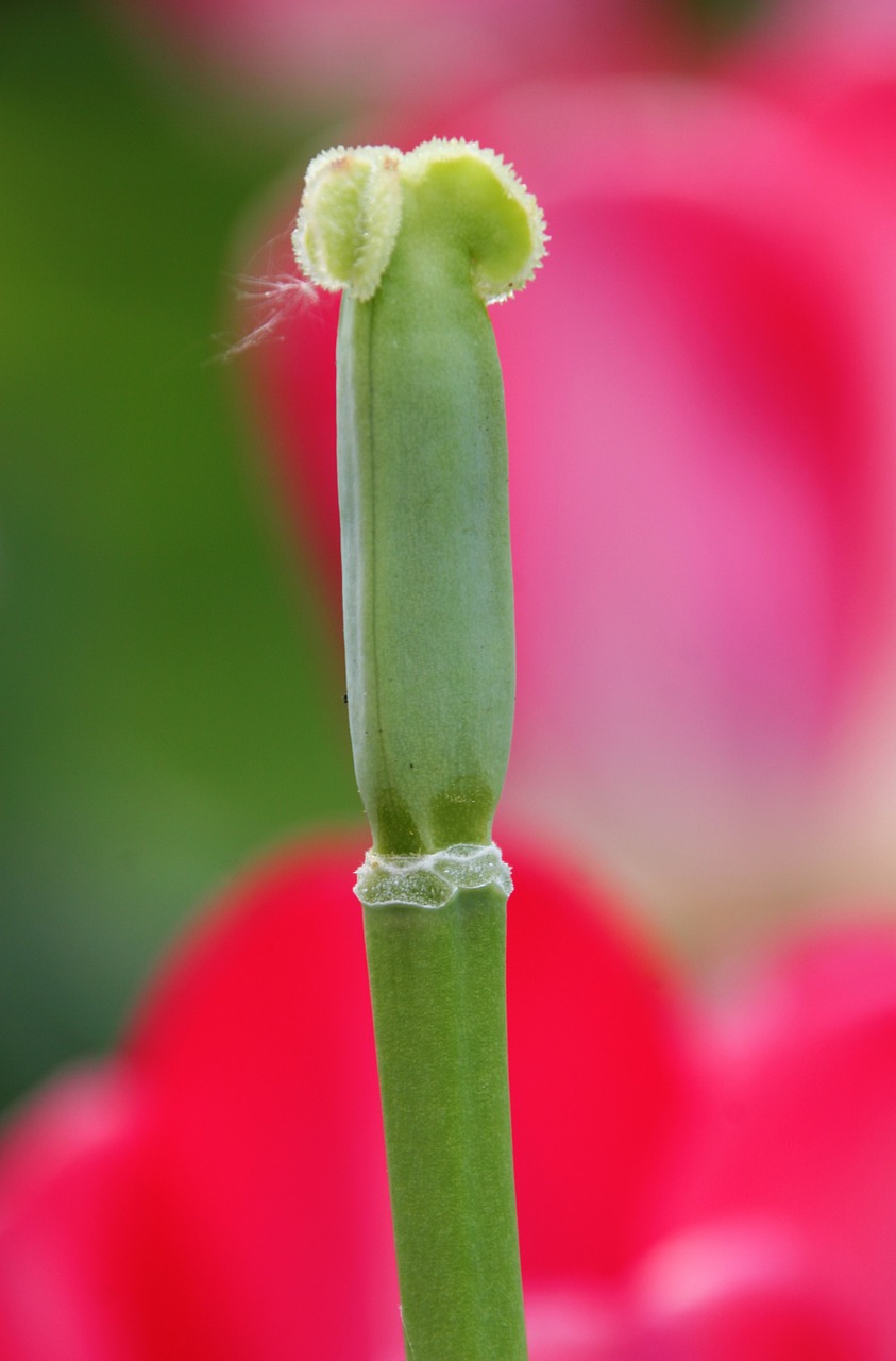 tulip rod flower free photo