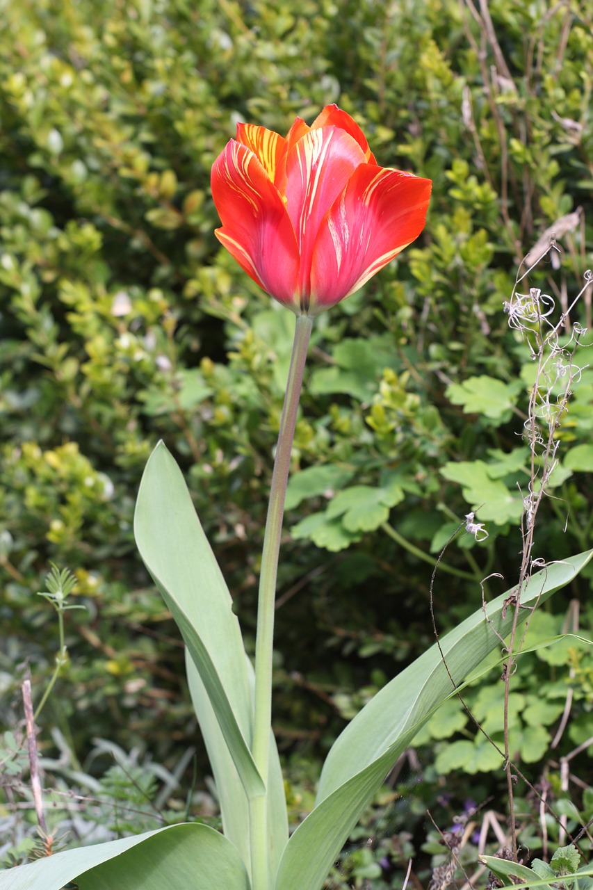 tulip nature photography red yellow free photo