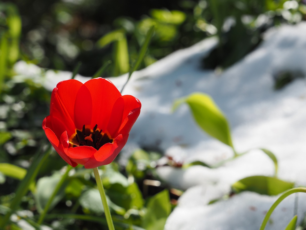 tulip snow spring free photo