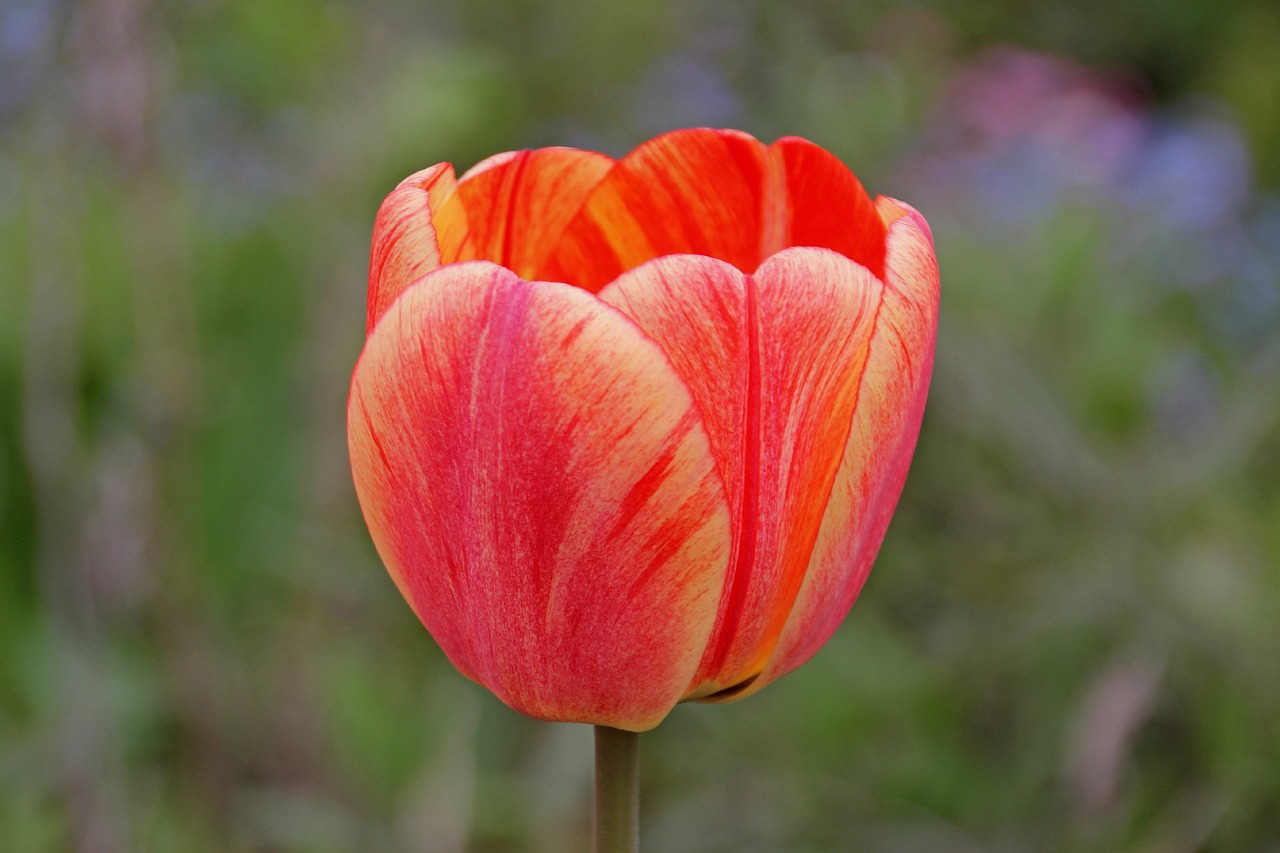 tulip flower spring free photo